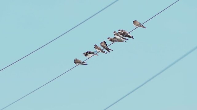 Swallows sitting on a wire. Flock of of birds on sky background. Migration birds. Slow Motion.	

