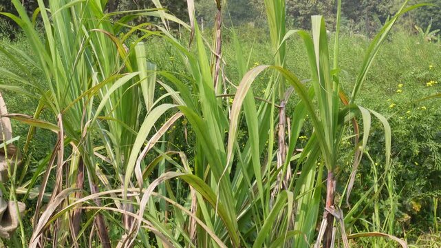 Lush Sugarcane Plantation Vista
