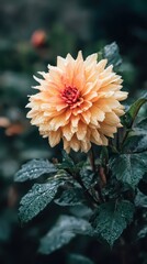 Detailed Close Up of Dew Covered Yellow and Red Dahlia Flower with Lush Green Leaves in Vertical Composition