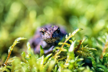 Obraz premium Toad in green moss looking at the camera