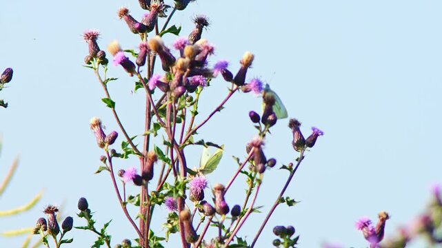 Large White Butterfly (Pieris brassicae) Feeding on Thistle Flower at Summer Sunrise, Augsburg, Bavaria, Germany