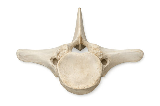 Detailed anatomical image of a human lumbar vertebra bone structure
