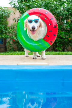 Golden retriever dog wearing sunglasses and watermelon float by pool