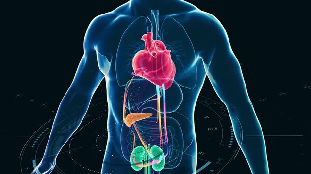Cardiometabolic CKM Syndrome 3D Visualization: Integrated Heart, Kidney, and Pancreatic Health with 4D Flow MRI Data Overlays