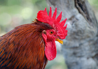 Portrait of a cockerel from the side with a bright red comb, looking slightly down in front of him © Linda Louw