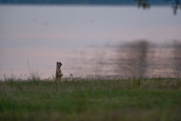 Fototapeta premium Meerkat standing on green grass in front of a lake with soft sunset colors reflecting on the water 