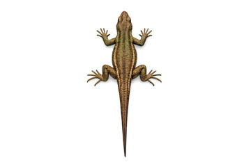 Fototapeta premium Detailed lizard on neutral background: wildlife and reptile study in realistic art style