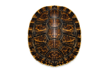 Realistic tortoise shell pattern with natural details on gradient background