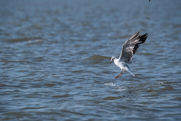 Gulls flying over water and attempting to catch a small fish