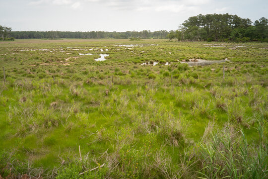 pools collect freshwater after rainfall events and the plan comes back to life with insects and songbirds in the tidal coastal low lying plain of wetlands in an estuarine river delta ecosystem