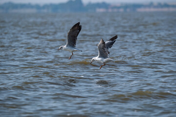 Gulls flying over water and attempting to catch a small fish