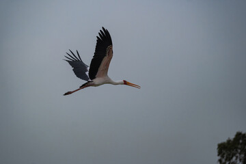 Obraz premium Yellow Billed Stork flying in front of a dull sky