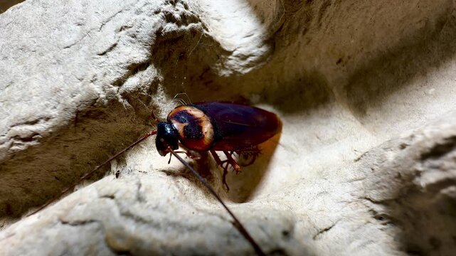 Ultra close-up macro photograph of a cockroach emerging from a paper egg carton. Sharp focus on texture, wings, and antennae, highlighting urban pest infestation, hygiene issues, and insect detail.