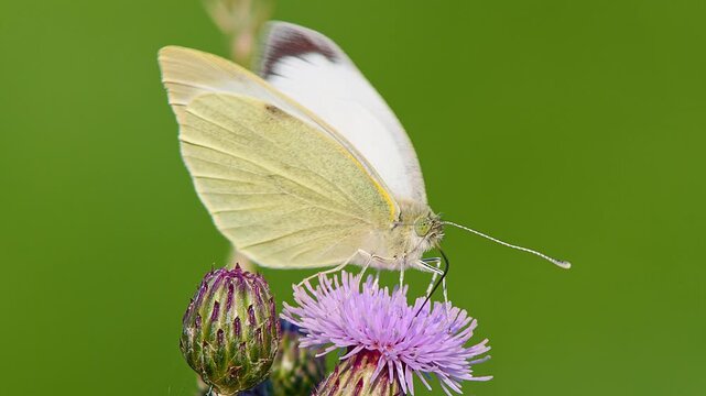Large White Butterfly (Pieris brassicae) Feeding on Thistle Flower at Summer Sunrise, Augsburg, Bavaria, Germany
