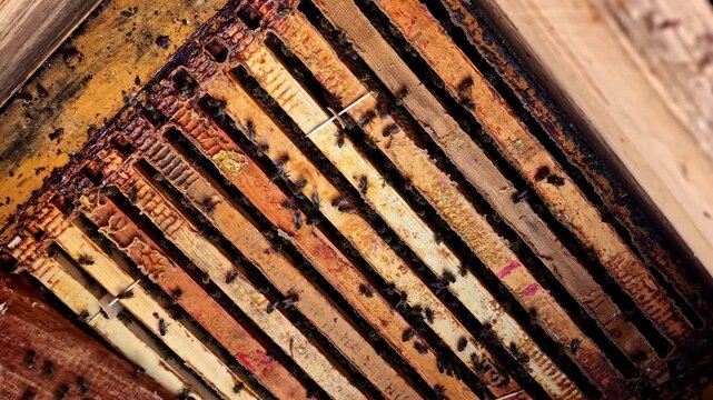 Cesis beehive close-up, honeycombs busy with bees in natural setting
