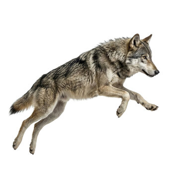 A grey wolf leaping against a transparent background.