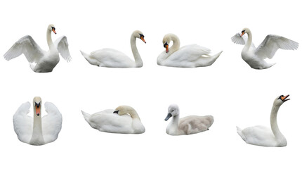 Obraz premium White swan set including swimming, preening, wings spread, and cygnet stages isolated. Elegant waterfowl and wildlife collection for nature design.