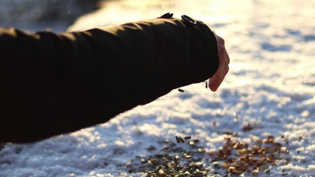 A woman's hand scatters seeds for birds; in winter there is a lot of snow around. 4K video