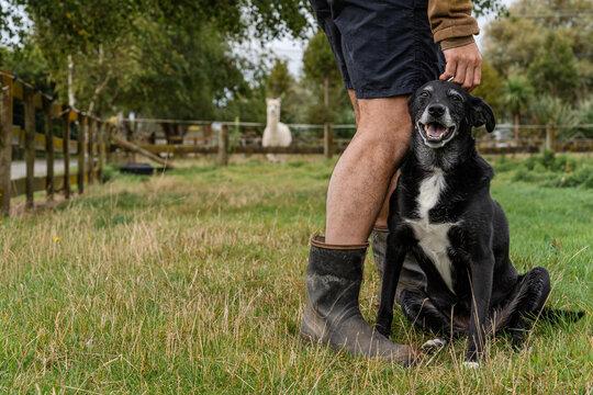 Rural farm dog and farmer in gumboots on green pasture