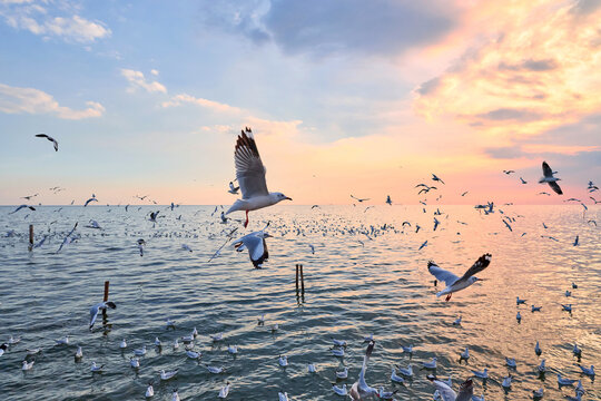 Flock of Seagulls at Golden Hour Over the Sea