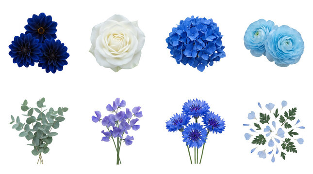 Blue and white floral collection set including dahlia, rose, hydrangea, ranunculus, eucalyptus, sweet pea, cornflower, and petals isolated. Botanical wedding and gardening design elements.