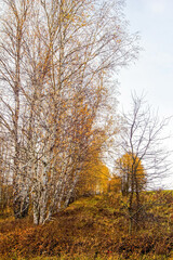 Fototapeta premium Bright birch forest in late autumn in cloudy weather