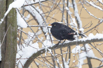 Amsel, m&auml;nnchen, vogel, winter.