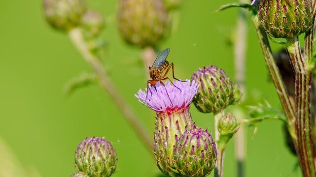 Dance Fly (Empis sp.) Feeding on Thistle Flower at Summer Sunrise, Augsburg, Bavaria, Germany
