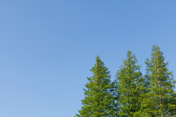 初夏の清々しい青空と新緑のメタセコイヤ01