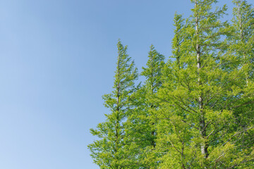 初夏の清々しい青空と新緑のメタセコイヤ04