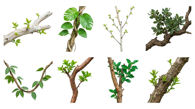 Tree branch and vine set including green leaves, mossy bark, and climbing plant variants isolated. Natural forest and botanical collection.