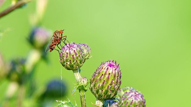 Dance Fly (Empis sp.) Feeding on Thistle Flower at Summer Sunrise, Augsburg, Bavaria, Germany