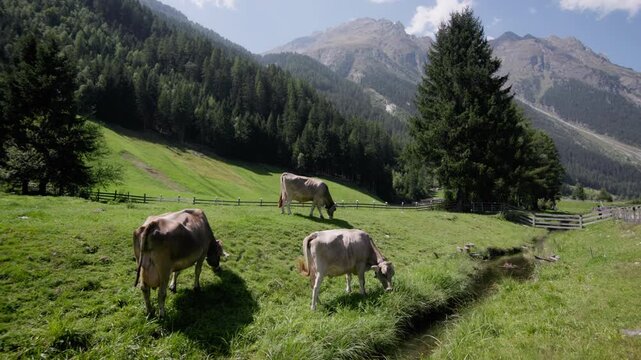 Cows grazing in the alpine mountains landscape. Livestock farming and farming in the mountains.