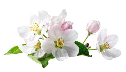 Close-up of delicate white and pink blossoms on a green stem, isolated