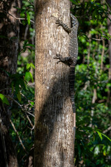 Fototapeta premium Lace Monitor - Varanus varius, bautiful large monitor lizard native to the forests adn fresh waters of eastern Australia, Queensland.
