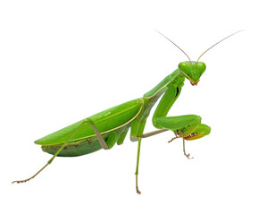 A vibrant, close-up photograph showcasing a green praying mantis against a stark black background