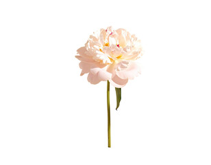 Isolated soft-pink peony blossom with green stem, set against a stark black backdrop