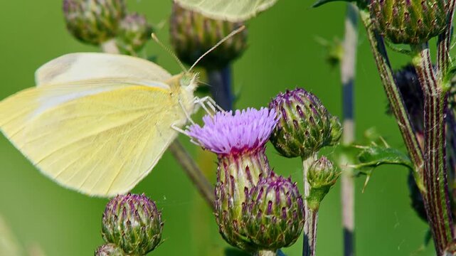 Large White Butterfly (Pieris brassicae) Feeding on Thistle Flower at Summer Sunrise, Augsburg, Bavaria, Germany