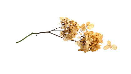 Dried, tan-colored hydrangea blossoms on a thin, curved stem against a stark black background