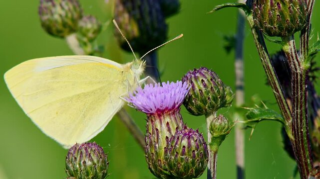Large White Butterfly (Pieris brassicae) Feeding on Thistle Flower at Summer Sunrise, Augsburg, Bavaria, Germany