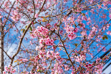 Obraz premium Cherry blossom season on the tea hills in Da Lat, Vietnam.