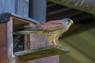 Turmfalke (Falco tinnunculus) Männchen © Rolf Müller