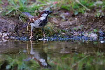 Haussperling (Passer domesticus) M&auml;nnchen