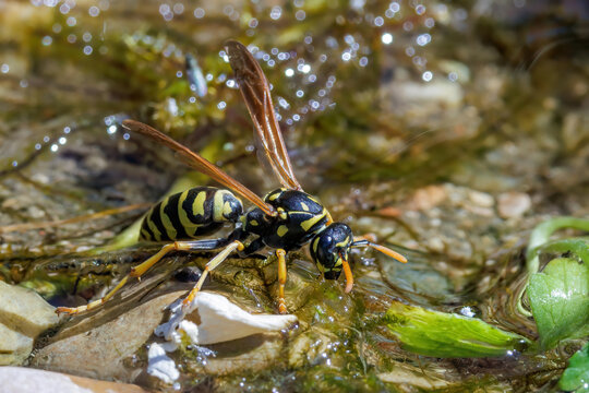 Haus-Feldwespe (Polistes dominula), Gallische Feldwespe