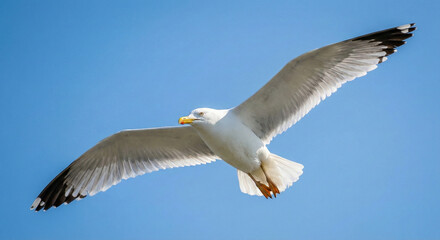 Fototapeta premium Seagull Flying in Clear Blue Sky