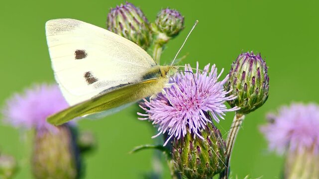 Large White Butterfly (Pieris brassicae) Feeding on Thistle Flower at Summer Sunrise, Augsburg, Bavaria, Germany
