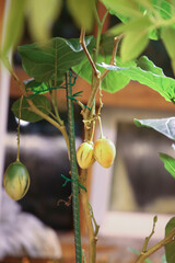 Tamarillo fruits hanging from lush green foliage