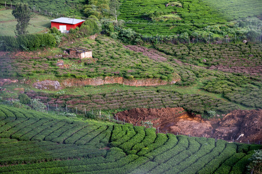 Close-up of terrace tea farms near Ooty, Nilgiris, Tamil Nadu, showcasing neatly layered plantations and vibrant greenery across rolling hills in a serene Western Ghats landscape.