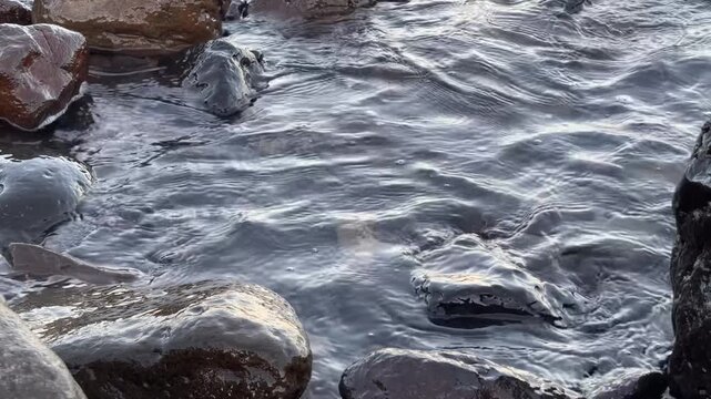 Calm ocean waves washing a rocky shore at dawn, soft pastel blue light before sunrise, minimal coastal scenery conveying freedom, travel lifestyle, nature balance, environment and relaxing seaside mor