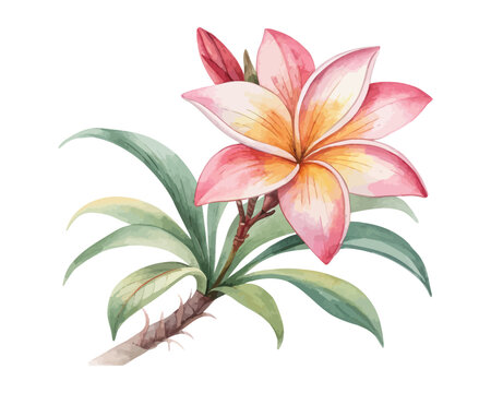 Exotic Bromeliad Watercolor Flower, Tropical Botanical Clipart Illustration Isolated on White